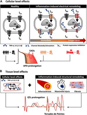 Inflammation as a Risk Factor in Cardiotoxicity: An Important Consideration for Screening During Drug Development